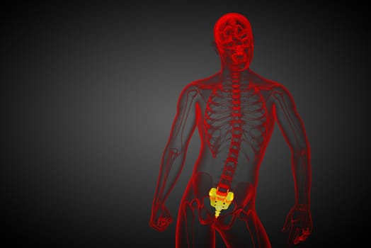 3d render medical illustration of the sacrum bone - front view