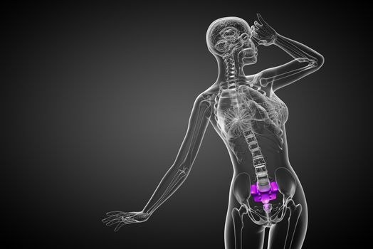 3d render medical illustration of the sacrum bone - front view
