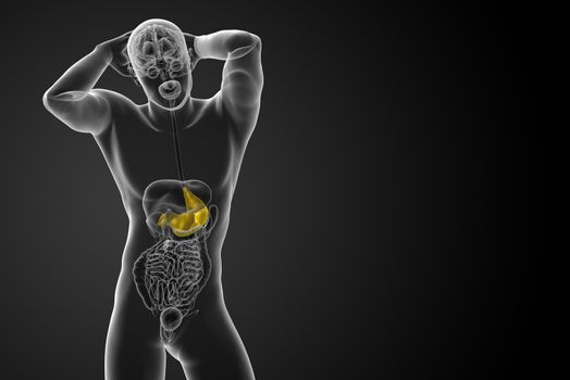 3d render medical illustration of the stomach - front view