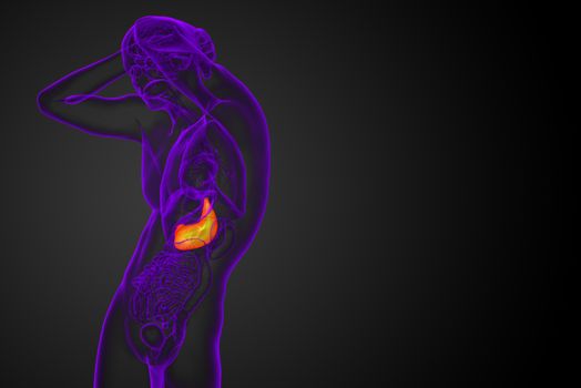 3d render medical illustration of the stomach - front view