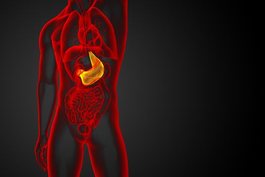3d render medical illustration of the stomach - front view