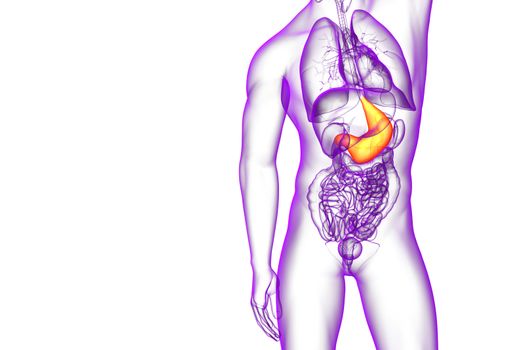 3d render medical illustration of the stomach - front view