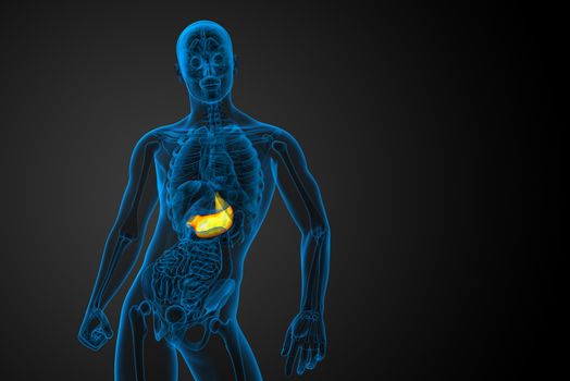 3d render medical illustration of the stomach - front view