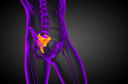 3d render medical illustration of the sacrum bone - side view