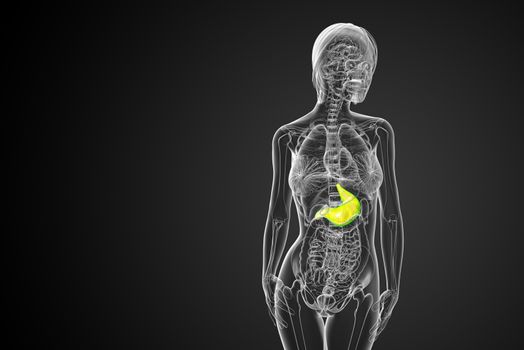 3d render medical illustration of the stomach - front view