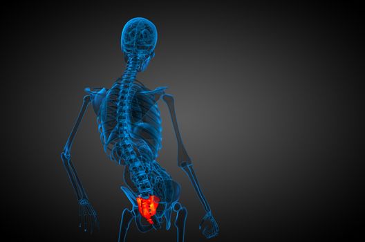 3d render medical illustration of the sacrum bone - side view