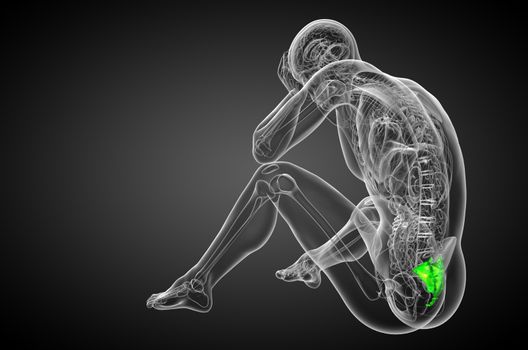 3d render medical illustration of the sacrum bone - side view