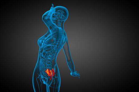 3d render medical illustration of the sacrum bone - side view