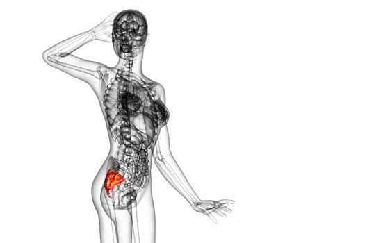 3d render medical illustration of the sacrum bone - side view