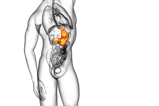 3d render medical illustration of the stomach - side view