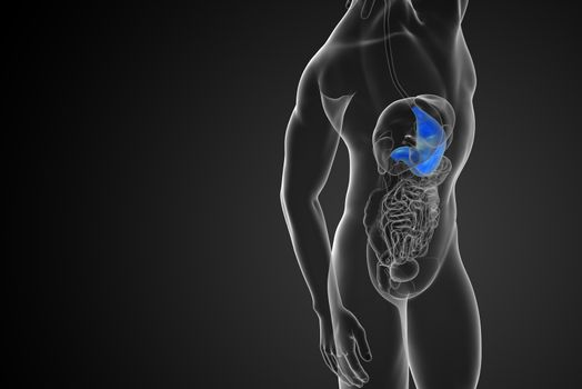 3d render medical illustration of the stomach - side view