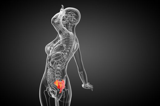 3d render medical illustration of the sacrum bone - side view