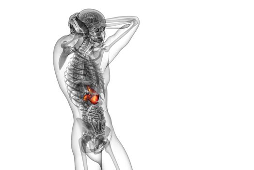3d render medical illustration of the stomach - side view