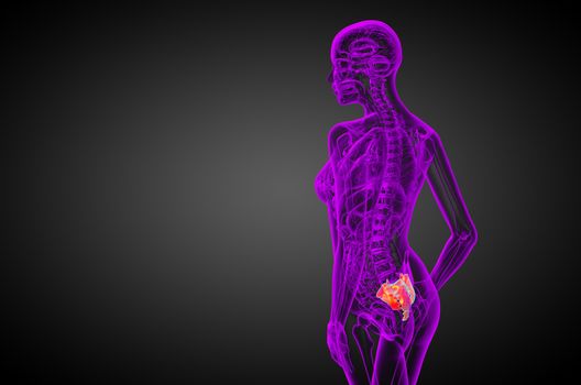 3d render medical illustration of the sacrum bone - side view
