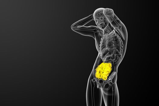 3d rendered illustration of the small intestine - side view