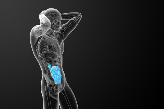 3d rendered illustration of the small intestine - side view