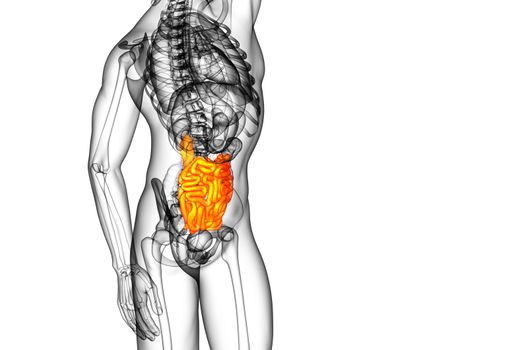 3d rendered illustration of the small intestine - side view
