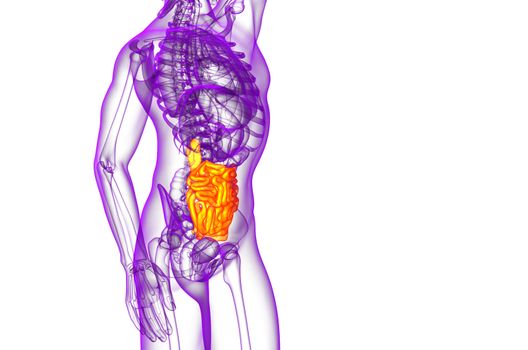 3d rendered illustration of the small intestine - side view