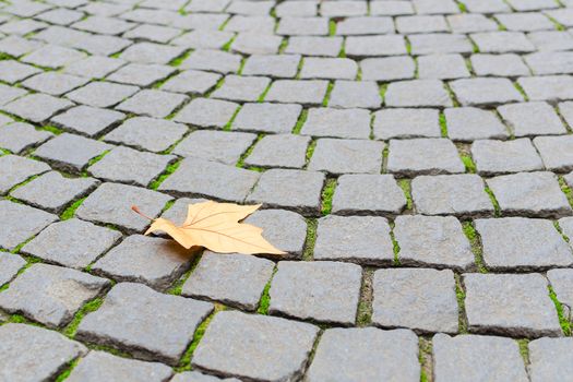 Single autumn maple yellow fallen leaf fall on old paved cobblestone pavement background with free copy-space area for your text
