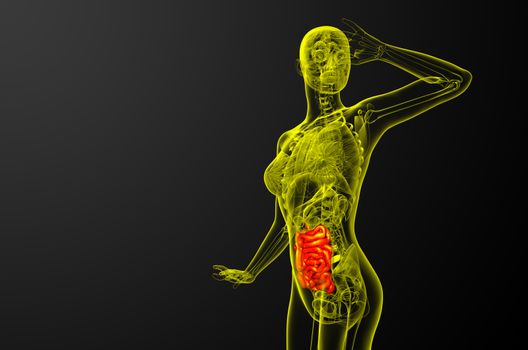 3d rendered illustration of the small intestine - side view