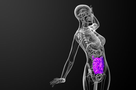 3d rendered illustration of the small intestine - side view