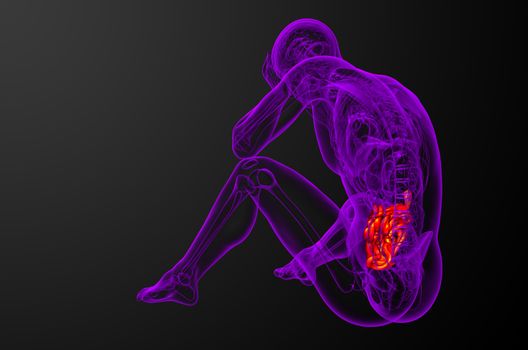 3d rendered illustration of the small intestine - side view