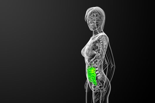 3d rendered illustration of the small intestine - side view