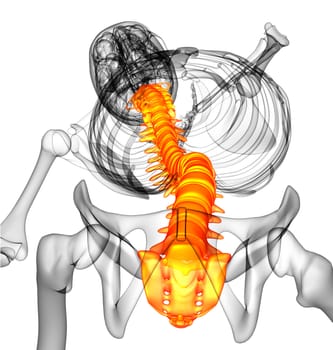 3d render medical illustration of the human spine - top view