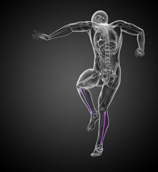 3d render medical 3d illustration of the fibula bone - back view