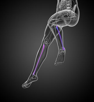 3d render medical 3d illustration of the fibula bone - front view