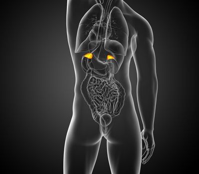 3d render medical illustration of the spleen - back view