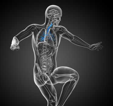 3D medical illustration of the bronchi - front view