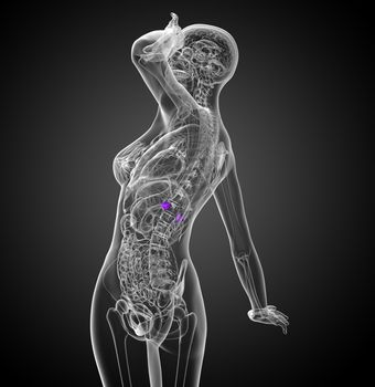 3d render medical illustration of the spleen - side view