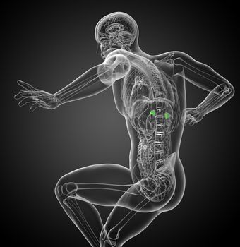 3d render medical illustration of the spleen - side view