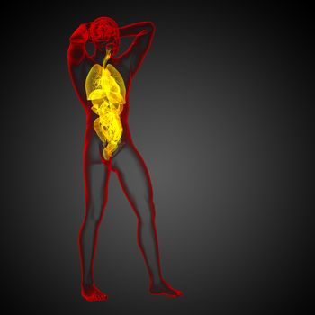 3d render medical illustration of the human digestive system and respiratory system - back view