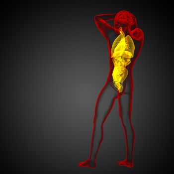 3d render medical illustration of the human digestive system and respiratory system - back view