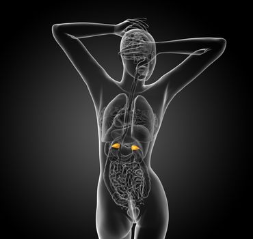 3d render medical illustration of the spleen - back view
