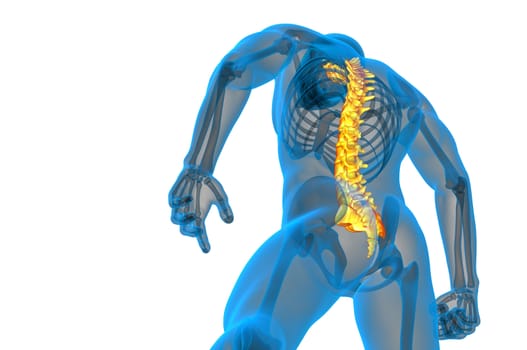 3d render medical illustration of the human spine - bottom view