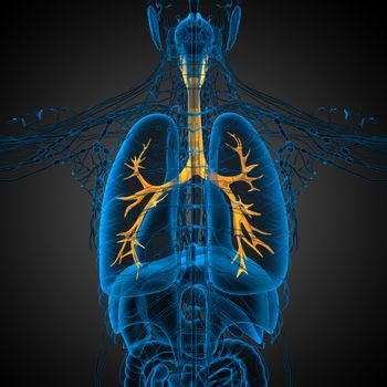 3D medical illustration of the male bronchi - back view