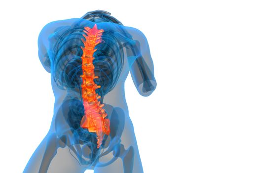 3d render medical illustration of the human spine - bottom view