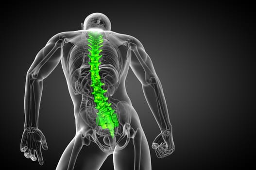 3d render medical illustration of the human spine - bottom view