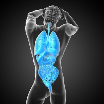 3d render medical illustration of the human digestive system and respiratory system - back view
