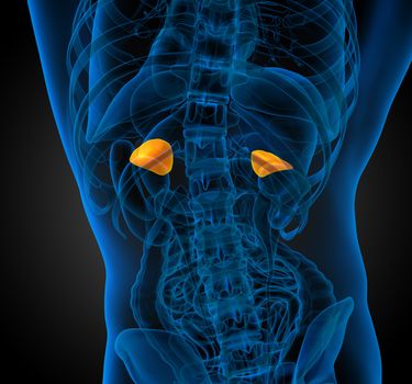 3d render medical illustration of the spleen - back view