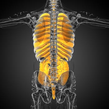 3d render medical illustration of the human digestive system and respiratory system - back view