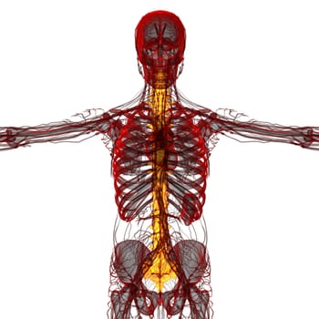 3d render medical illustration of the human spine - front view