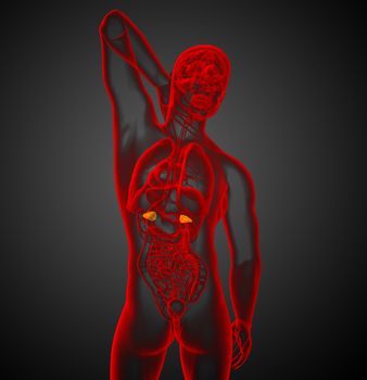 3d render medical illustration of the spleen - back view