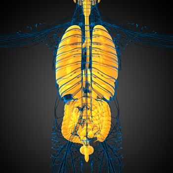 3d render medical illustration of the human digestive system and respiratory system - back view