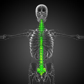 3d render medical illustration of the human spine - front view