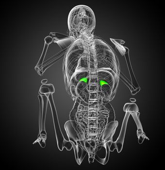 3d render medical illustration of the spleen - side view