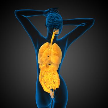 3d render medical illustration of the human digestive system and respiratory system - back view